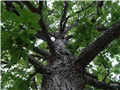 carya_ovata01