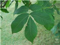 Feuilles du caryer ovale