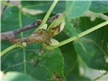 Bourgeons du caryer ovale