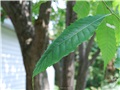 Feuilles du châtaignier d'Amérique