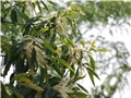 castanea_dentata09