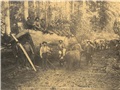 Exploitation forestière du châtaignier d'Amérique à la fin du XIXe siècle