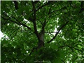 Fût du catalpa de Caroline