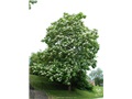 Catalpa de Caroline en été