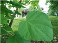 Feuilles du catalpa de Caroline