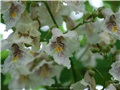 catalpa_bignonioides09