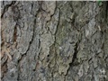 Écorce du catalpa de Caroline à maturité