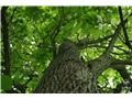 Fût du catalpa remarquable