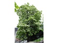 Catalpa remarquable en été