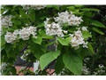 catalpa_speciosa06