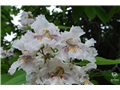 Fleurs du catalpa remarquable