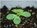 Très jeune semis de catalpa remarquable