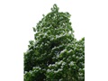 Guirlandes de fleurs ornant le catalpa remarquable de la rue William