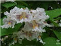 Plan rapproché sur les fleurs du catalpa remarquable de la rue William