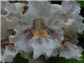 Gros plan sur les fleurs du catalpa remarquable de la rue William