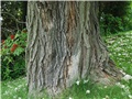 La base du catalpa remarquable de la rue William