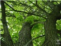 Vue en contre-plongée sous le catalpa remarquable de la rue William