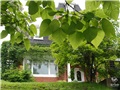 Feuilles du catalpa remarquable de la rue William