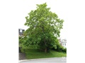 Le catalpa de Caroline de la rue William quelques semaines avant le début de sa floraison