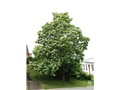 Le catalpa de Caroline de la rue William pendant sa floraison au début du mois de juillet