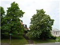 Le catalpa remarquable après sa floraison (à gauche) et le catalpa de Caroline pendant la sienne (à droite)