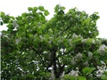 Vue en contre-plongée sous le catalpa de Caroline de la rue William arborant ses milliers de fleurs