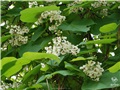Les nombreuses fleurs, ainsi que les immenses feuilles, du catalpa de Caroline de la rue William