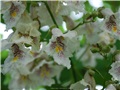 Plan rapproché sur les fleurs du catalpa de Caroline de la rue William