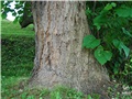 Base du catalpa de Caroline de la rue William