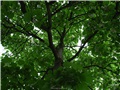 Fût du catalpa de Caroline de la rue William