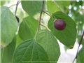 celtis_occidentalis10
