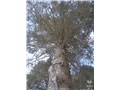 epinette_blanche01