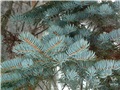 epinette_du_colorado06