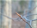 Bourgeons du hêtre à grandes feuilles