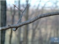 Rameaux du hêtre à grandes feuilles
