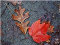 Feuilles de chêne à gros fruit et d'érable rouge