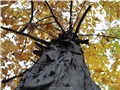 foret_champlain_college_lennoxville_006