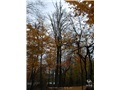 Arbre mourant