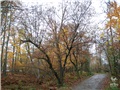 Charme de Caroline aux abords du sentier pédestre