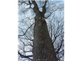 fraxinus_americana01