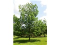 fraxinus_nigra03