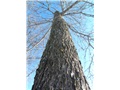 fraxinus_pennsylvanica01