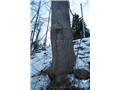 Base du frêne blanc du cimetière Elmwood