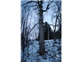 Branches élaguées sur le côté est du tronc du frêne blanc du cimetière Elmwood
