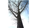 ginkgo_biloba01