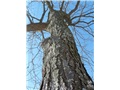 gleditsia_triacanthos01