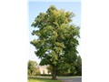 gymnocladus_dioicus03