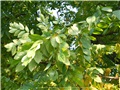 Feuilles du chicot du Canada