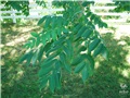 Feuilles du noyer cendré