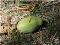 Fruits du noyer cendré
